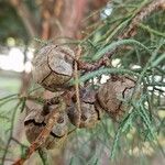 Cupressus lusitanica Fruchs