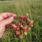 Fragaria viridisFroito