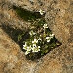Saxifraga androsacea 花