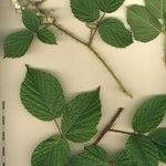 Rubus bregutiensis