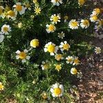 Matricaria chamomilla Λουλούδι