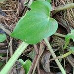 Pontederia hastata Leaf