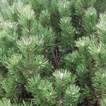 Pinus mugo Natur