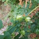 Humulus lupulusBlüte