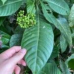 Psychotria grandis Leaf