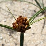 Juncus capitatus Virág