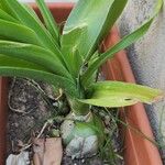 Albuca bracteataᱥᱟᱠᱟᱢ