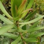 Leucadendron salicifolium Habitatea