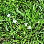 Silene noctiflora Habitatea