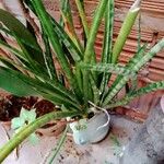 Dracaena stuckyi Yaprak