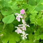 Silene gallicaFlower