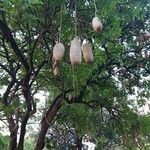 Kigelia africana Ovoce