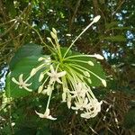 Posoqueria latifolia 花