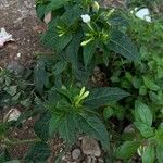 Mirabilis jalapaLeaf