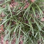 Liriope spicata Leaf