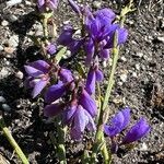 Polygala microphylla Fiore