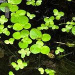 Lemna aequinoctialis Blatt