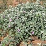 Ipomoea rubens Хабит