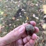 Quercus coccinea Fruit