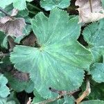 Alchemilla glabra Blad