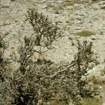 Cylindropuntia ramosissima Habit