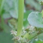 Rumex spinosus Kéreg