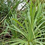 Pandanus odorifer Yaprak