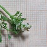 Fumaria parviflora Flower