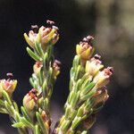 Erica reunionensis Blüte