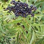 Sambucus ebulusПлод