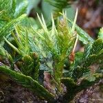 Libocedrus austrocaledonica Staniste