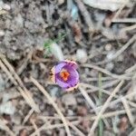 Crocus corsicus Flower