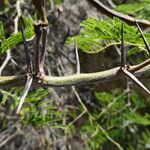 Vachellia macracantha Otro
