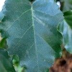 Alnus orientalis Leaf