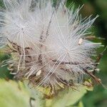 Cirsium oleraceum Vrucht