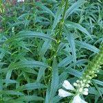 Physostegia virginiana 葉