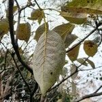 Tabebuia rosea Leht