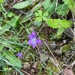 Romulea ligustica 形態