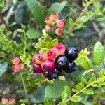 Vaccinium myrsinites 果實