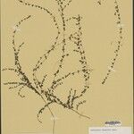 Indigofera thymoides Otro
