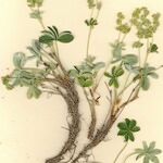 Alchemilla alpigena Vekstform