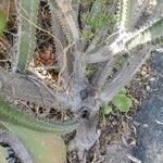 Euphorbia desmondii 樹皮