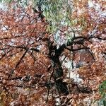 Quercus palustris Kéreg