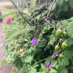 Solanum dulcamara Ovoce