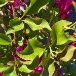 Bougainvillea spectabilis Φύλλο