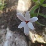 Rhodohypoxis bauriiFlower