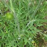 Scabiosa ochroleucaFolha