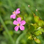 Geranium lucidum Blüte