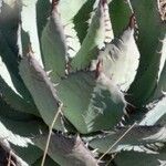 Agave flexispina Leaf