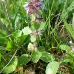 Stachys arvensis Habitus